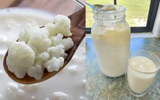 Kefir de Leite Caseiro que Cuida da Barriga em 24 Horas!