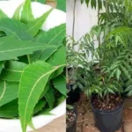 Chá de Neem: A Folha Mágica que Combate Diabetes, Hipertensão e a Circulação!