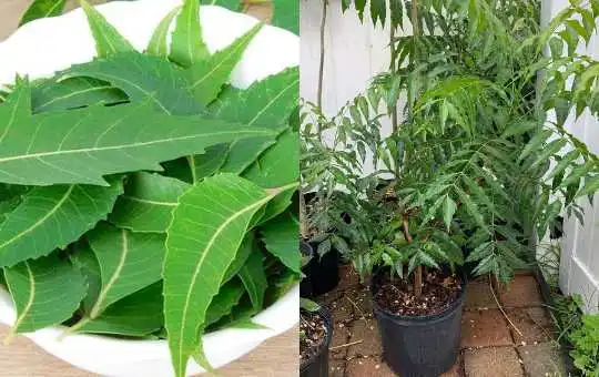 Chá de Neem: A Folha Mágica que Combate Diabetes, Hipertensão e a Circulação ainda Hoje!