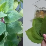 Esta Folha Verde é a Chave para o Alívio Natural do Corpo Feminino