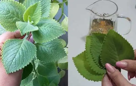Esta folha verde é a chave para o alívio natural do corpo feminino